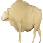 Guar