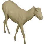 Markhor