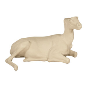 Mouflon Laying Down