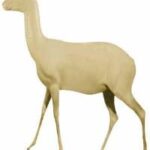 Springbok