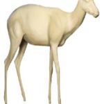 Springbok