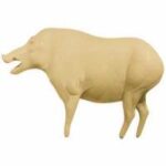 Boar