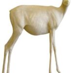 Steinbok