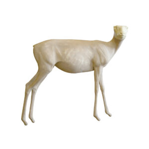 Steinbok Standing Alert