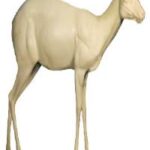 Steinbok