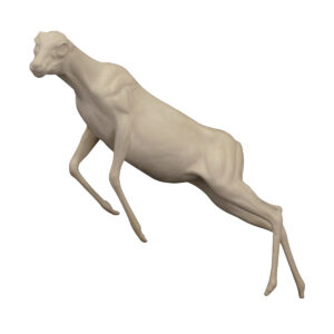 Steinbok Jumping