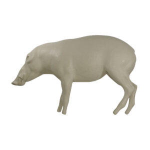 Bush Pig Walking Looking Straight
