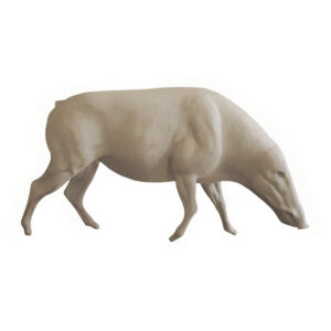 Bush Pig Walking Looking Right