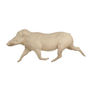 Warthog Trotting