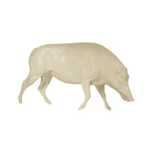 Wild Boar Walking Head Down