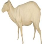 Bongo