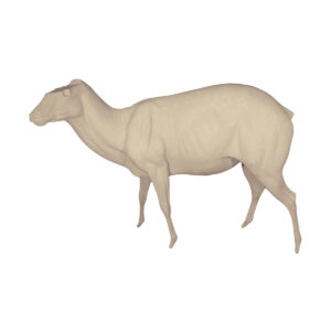 Bongo Bull Walking