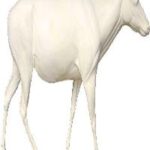 Sable