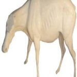 Bongo
