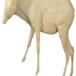 Bongo