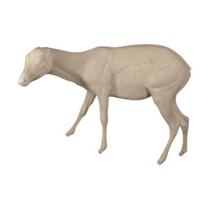Bongo Calf Standing