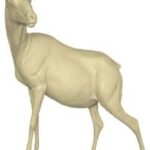 Ibex