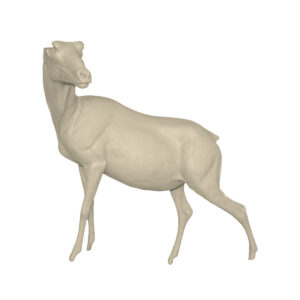 Spanish Ibex Standing Head Up