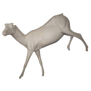 Spanish Ibex Walking Downhill