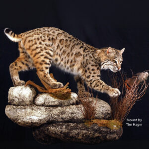 Bobcat Descending Reaching Far On Front Leg