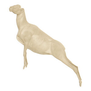 Marco Polo Standing Front High