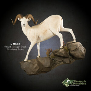 Dall Stone Sheep Stepping Down Hard Left Look