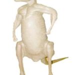 Kangaroo