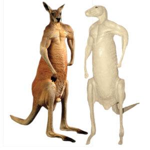Kangaroo Standing