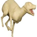 Coyote