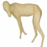 Coyote