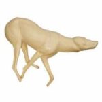 Coyote