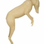 Coyote