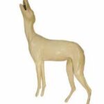 Coyote