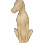 Coyote