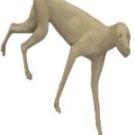 Coyote