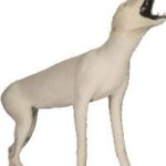 Coyote