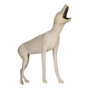 Coyote Standing Slightly Uphill Howling
