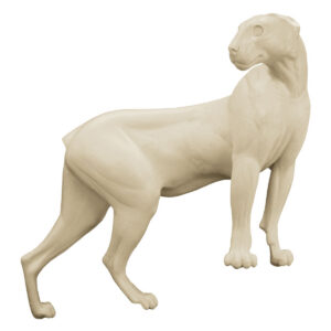 Cougar High Front Looking Over Shoulder
