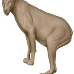 Cougar