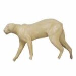 Cougar