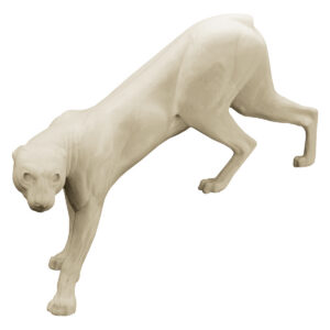 Cougar Stepping Down Left Look