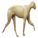 Cougar