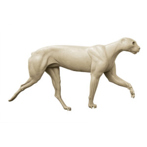 Cougar Extended Walk Raised Left Leg