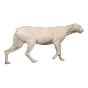 Cougar Walking Straight