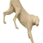 Cougar