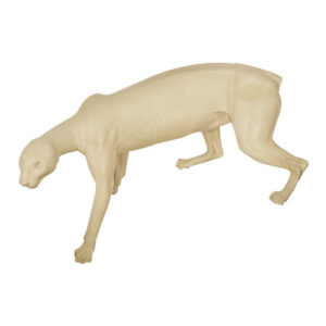 Cougar Stepping Down Head Low