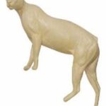 Cougar