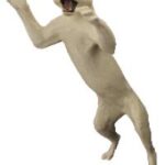 Cougar