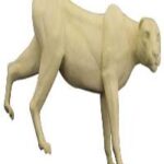Cougar