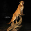 Cougar Stepping High Overlooking - Thumbnail Image 2